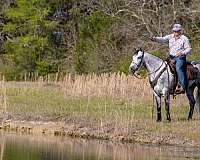 my-horse-connection-missouri-fox-trotter