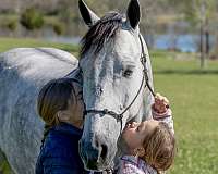 smooth-gaited-horse-missouri-fox-trotter