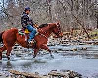 all-around-quarter-horse