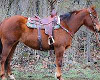 aqha-quarter-horse