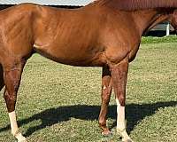 amateur-thoroughbred-horse