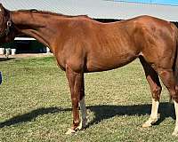 back-thoroughbred-horse