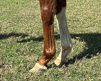 barn-thoroughbred-horse