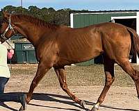 clean-thoroughbred-pony