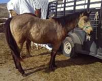 buckskin-hypp-nn-pony