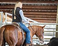 beginner-safe-quarter-horse