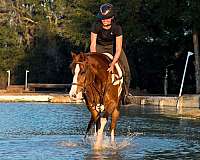 family-safe-quarter-horse