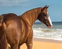 mare-quarter-horse