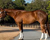 reining-quarter-horse