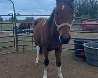 started-under-saddle-pinto-horse