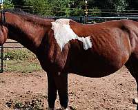 started-under-saddle-gelding