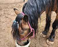 started-under-saddle-draft-horse