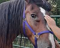 started-under-saddle-gelding