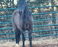 breeding-companion-mustang-horse