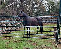 all-around-andalusian-horse