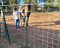 breeding-andalusian-horse