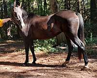 husband-safe-friesian-horse