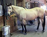 quarter-horse-for-sale