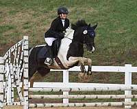 dressage-paint-pony