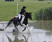 eventing-paint-pony