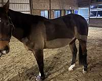 quarter-horse-gelding