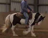 gypsy-vanner-horse-for-sale