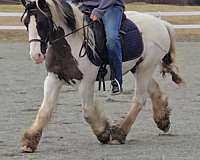 driving-trail-gypsy-vanner-horse