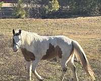 tobiano-mustang-for-sale