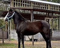 black-dressage-horse