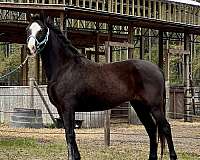 black-trail-horse