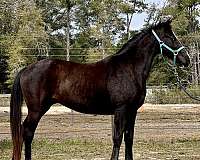 black-flashy-horse