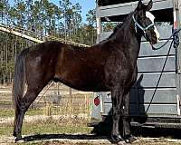 dressage-gelding