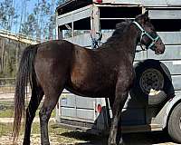 trail-gelding