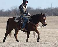 husband-safe-haflinger-horse