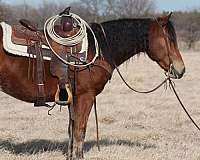 all-around-haflinger-horse