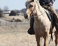 kid-safe-draft-horse