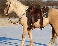 all-around-draft-horse