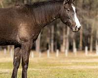 started-under-saddle-trained-horse