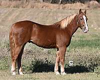 beginner-quarter-horse