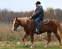 flaxen-mane-quarter-horse