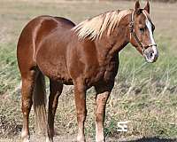 all-around-quarter-horse