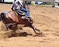 barrel-racing-quarter-horse