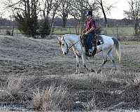 athletic-quarter-horse