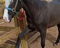 gunner-horse-reining-daughter-on-champion-mare-quarter