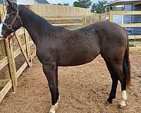 athletic-quarter-horse