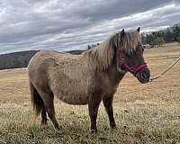 miniature-horse-for-sale