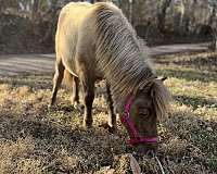 miniature-horse