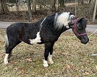 miniature-gelding