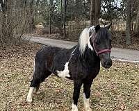 miniature-horse