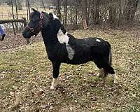 miniature-horse-for-sale